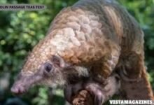 Pangolin Passage TEAS Test